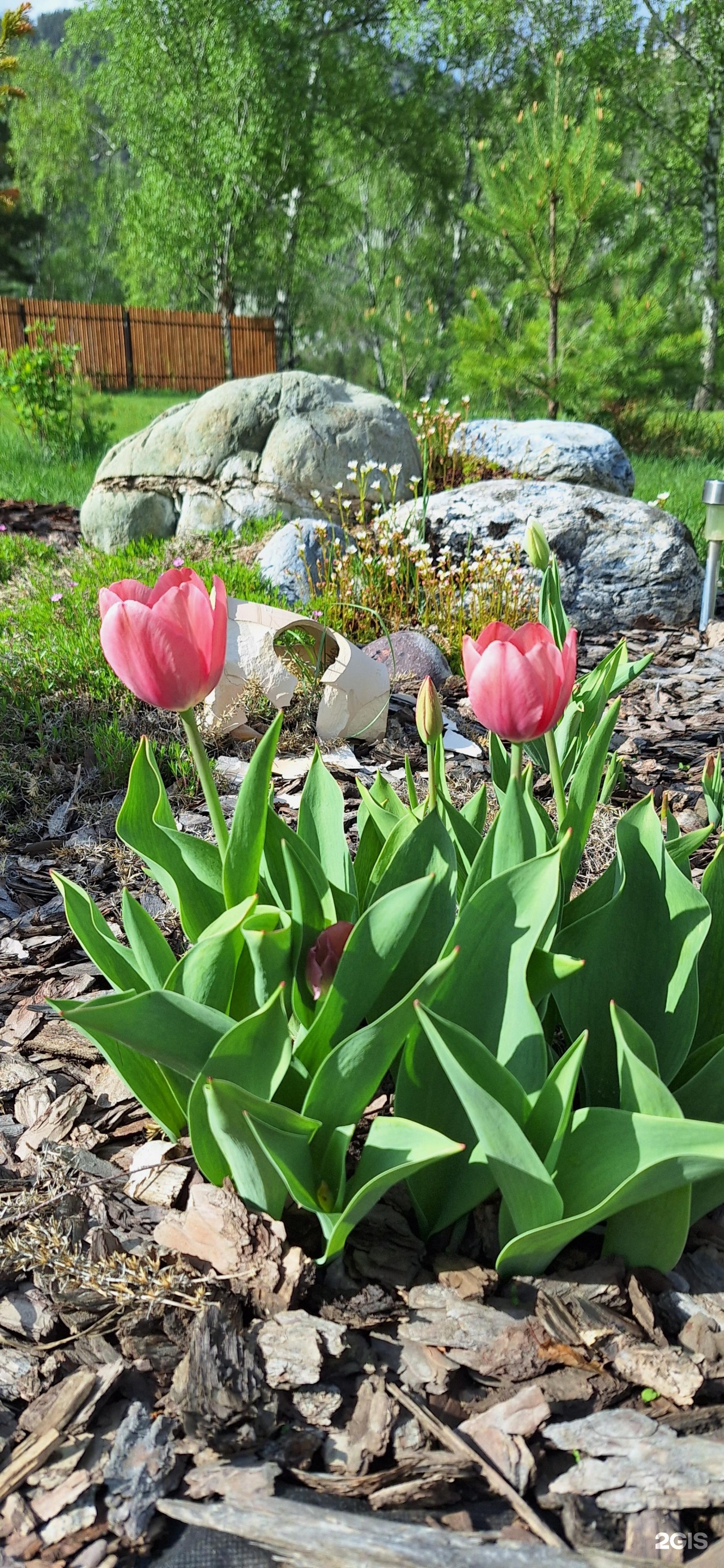 Altai ForRest - фото 86