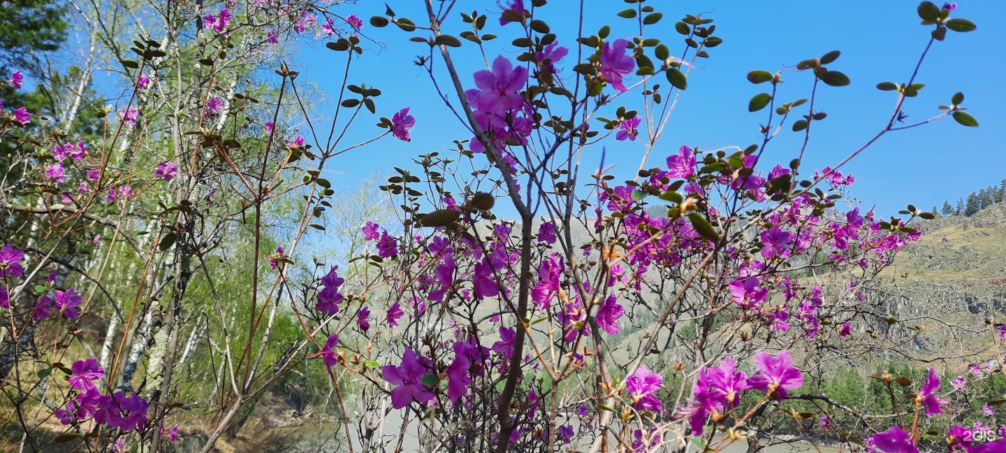 Altai ForRest - фото 88
