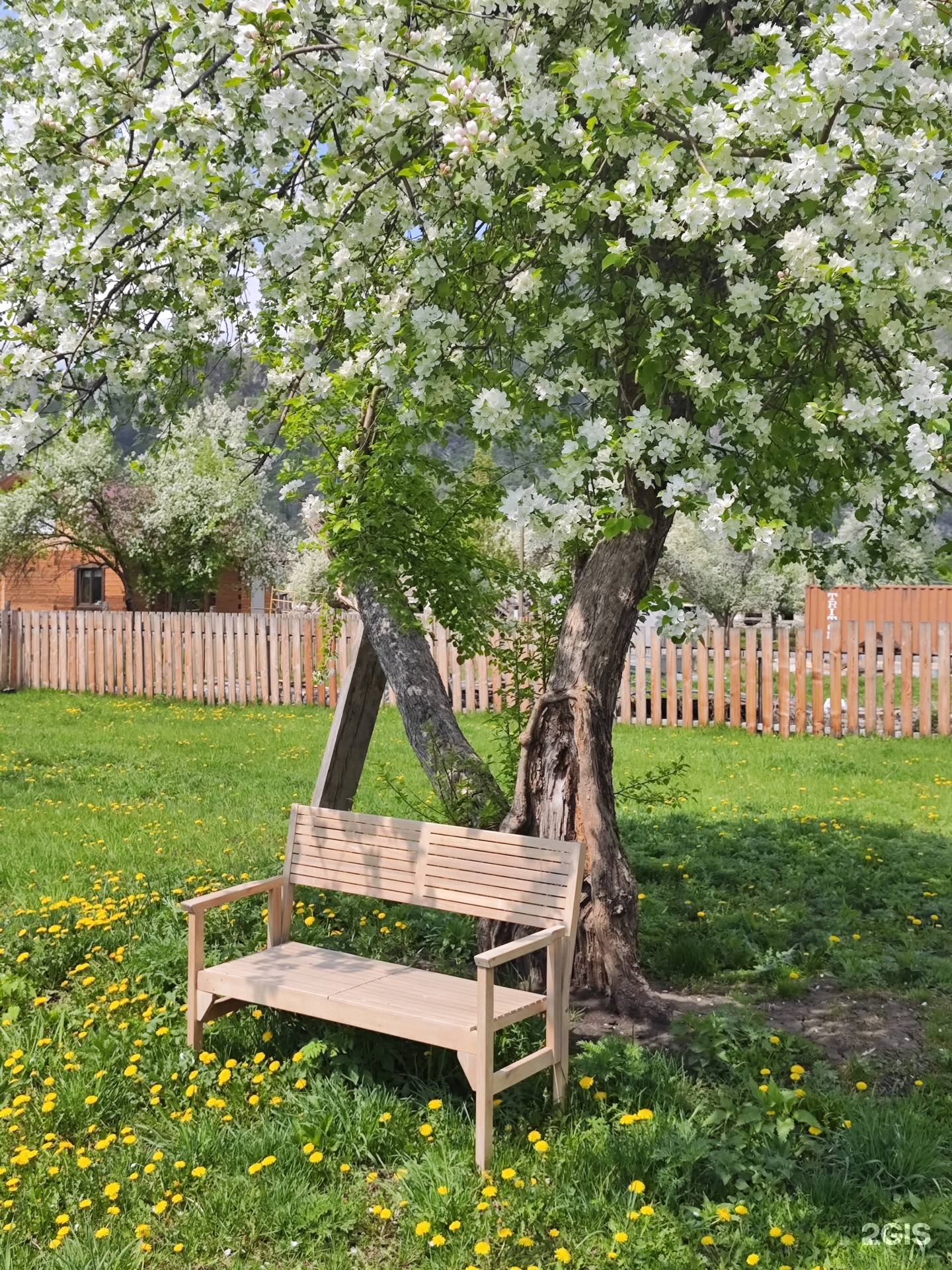 Золотой медведь - фото 16