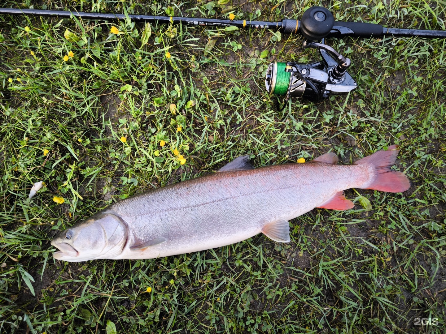 Остара - фото 55