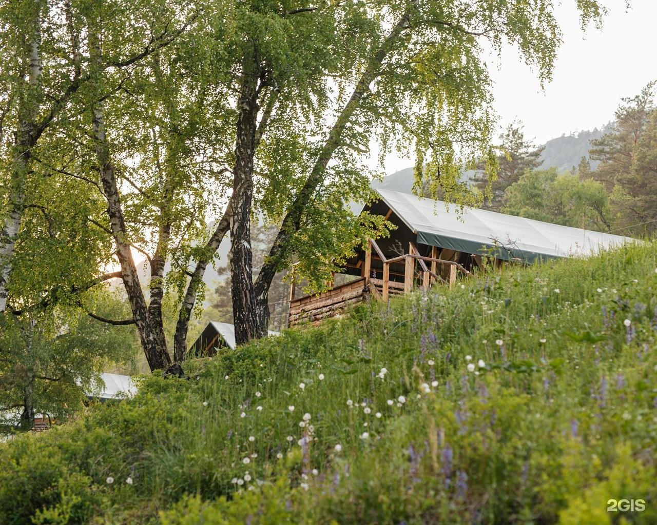Бадан - фото 25