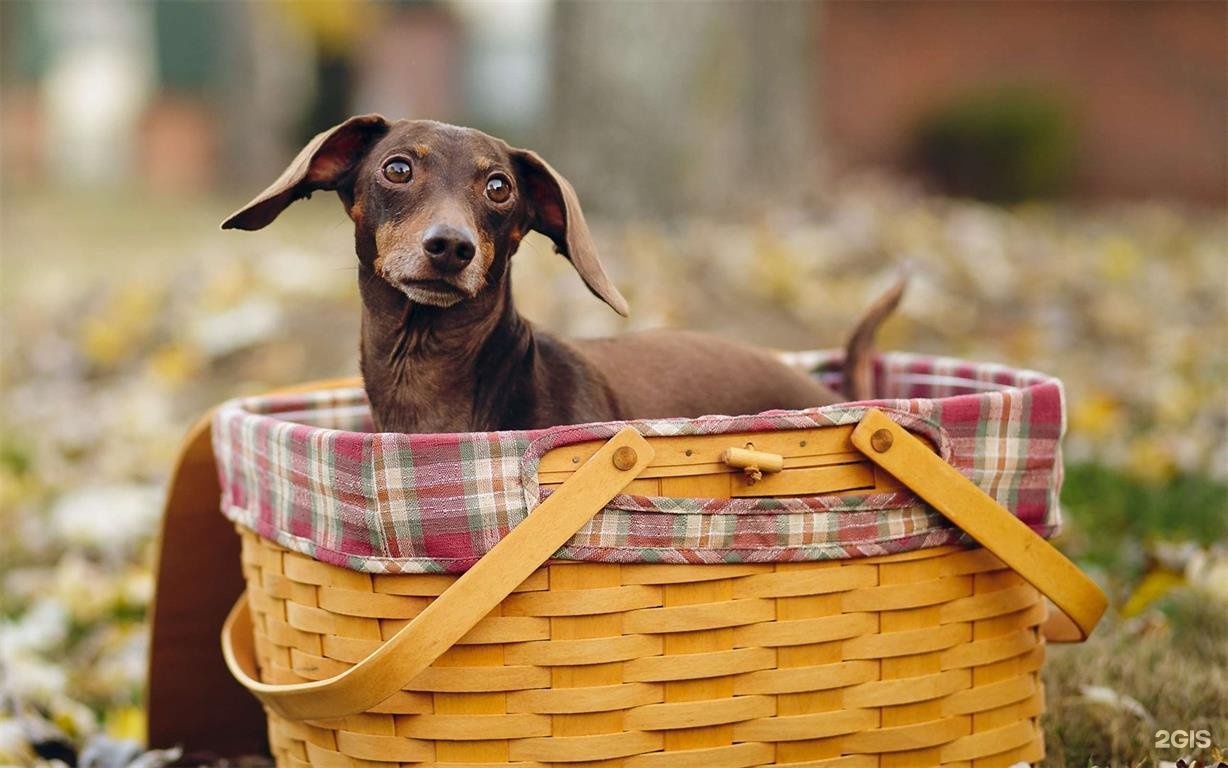 Бадан - фото 47