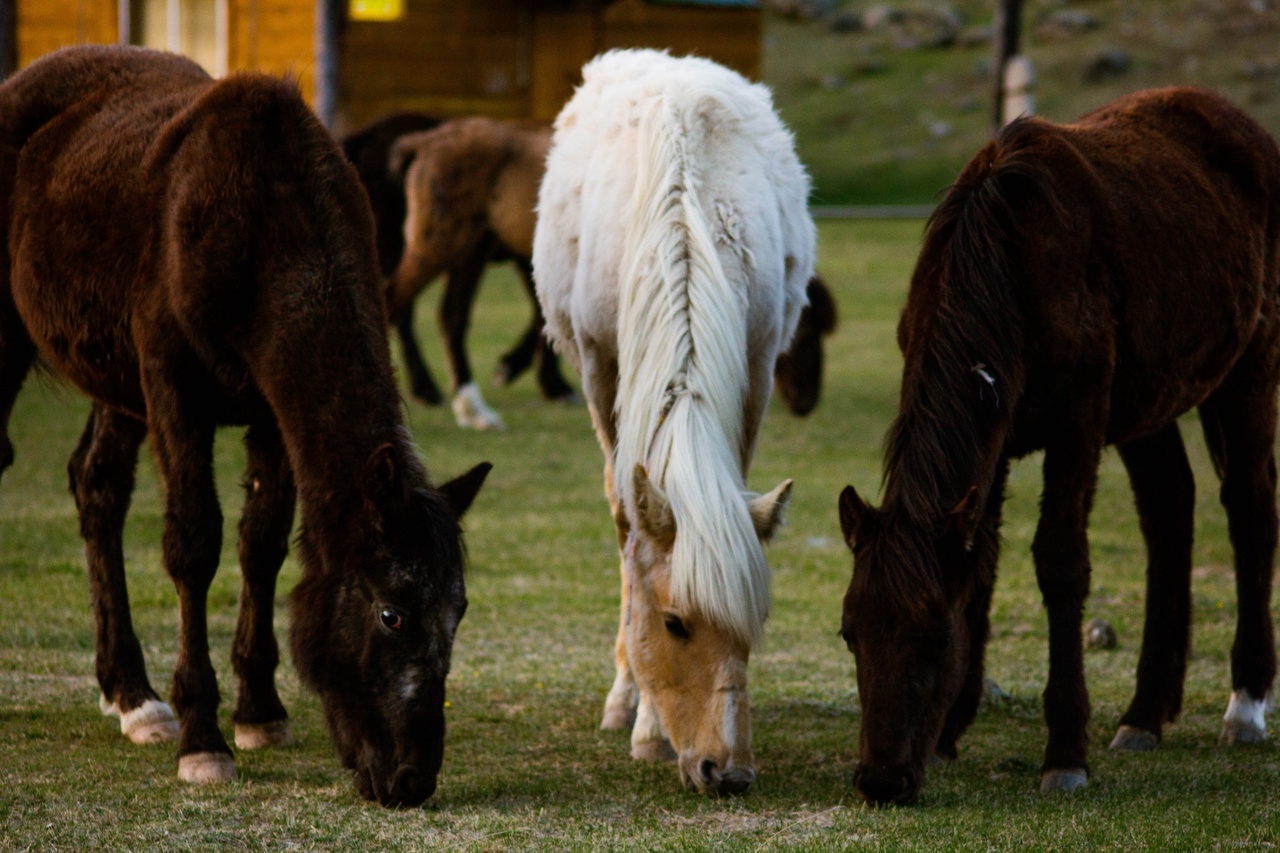 "Акру - Каракабак - Шавло" - фото 7