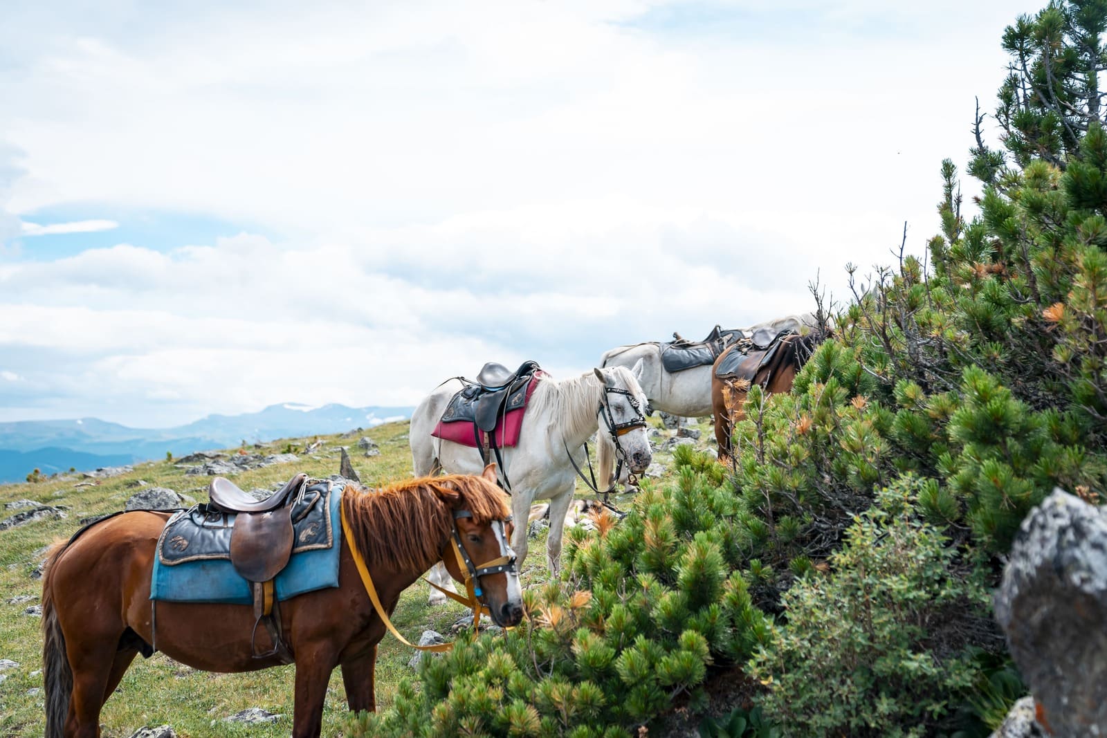 "Погружение в Алтай" - фото 7
