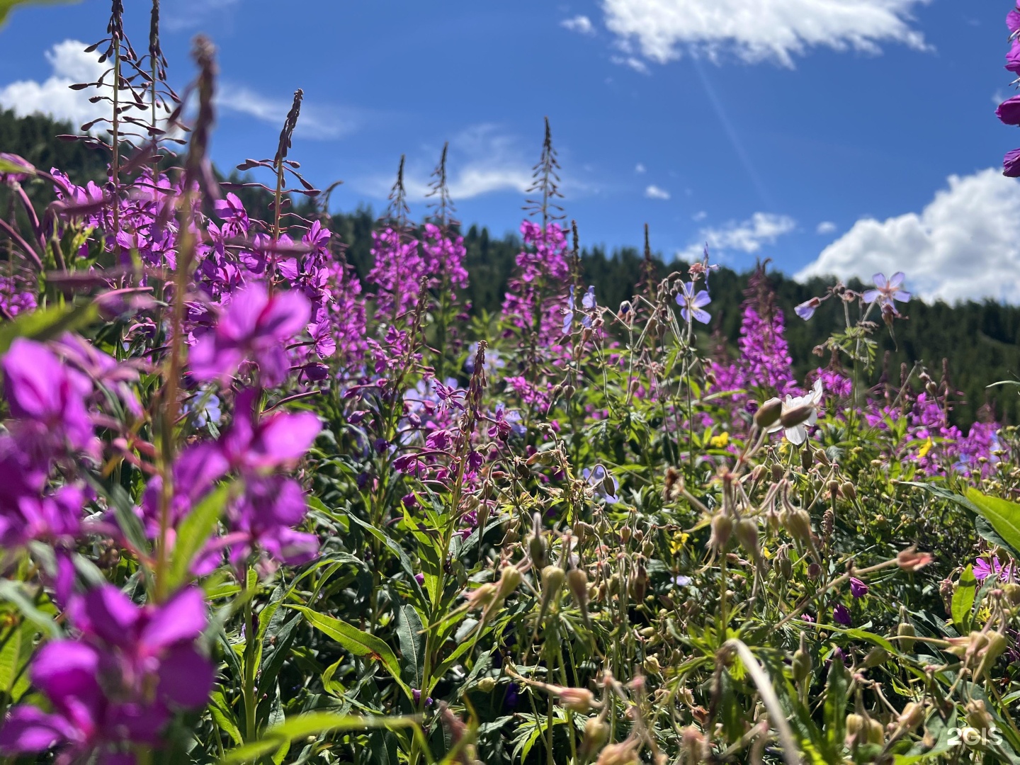 Лесной берег - фото 26