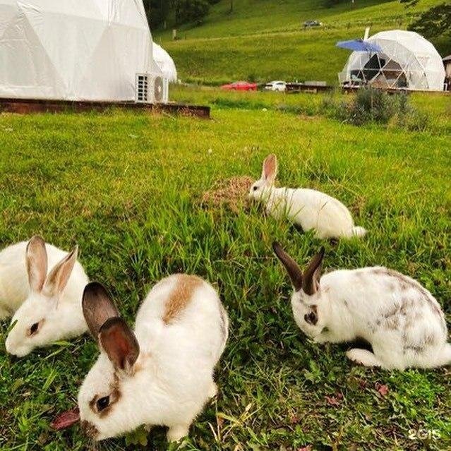 Эхо - фото 36