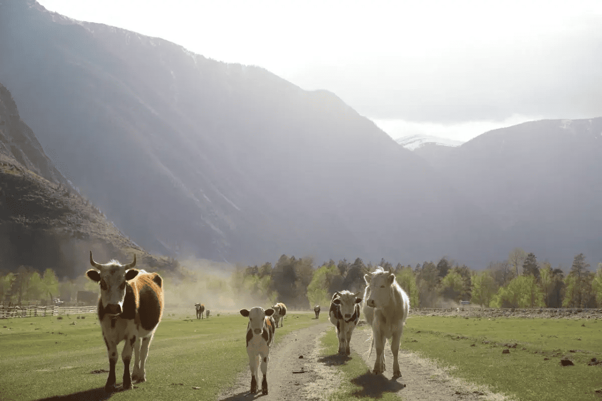 Кольцевой тур по Алтаю - УВИДЕТЬ ВСЁ - фото 11