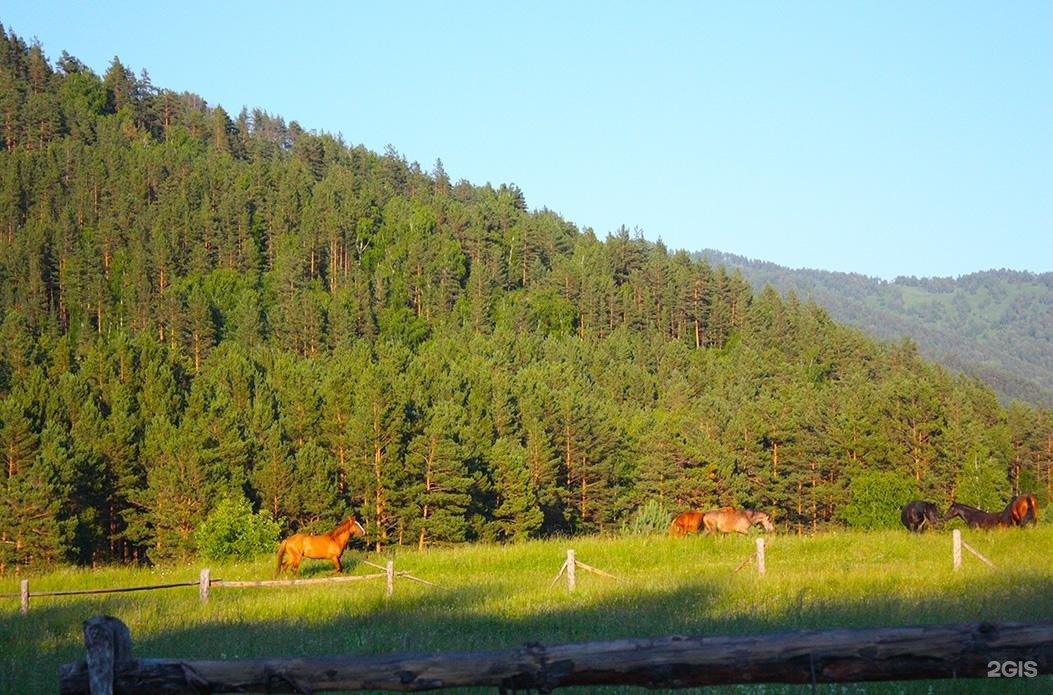 Чыгыш. Отдых на Алтае - фото 14