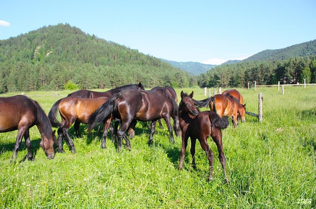Чыгыш. Отдых на Алтае - фото 17
