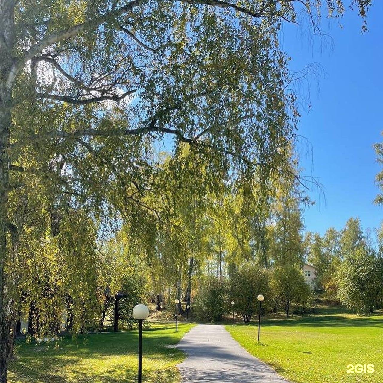 Берёзка - фото 35