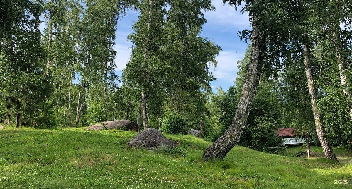 Берёзка - фото 58