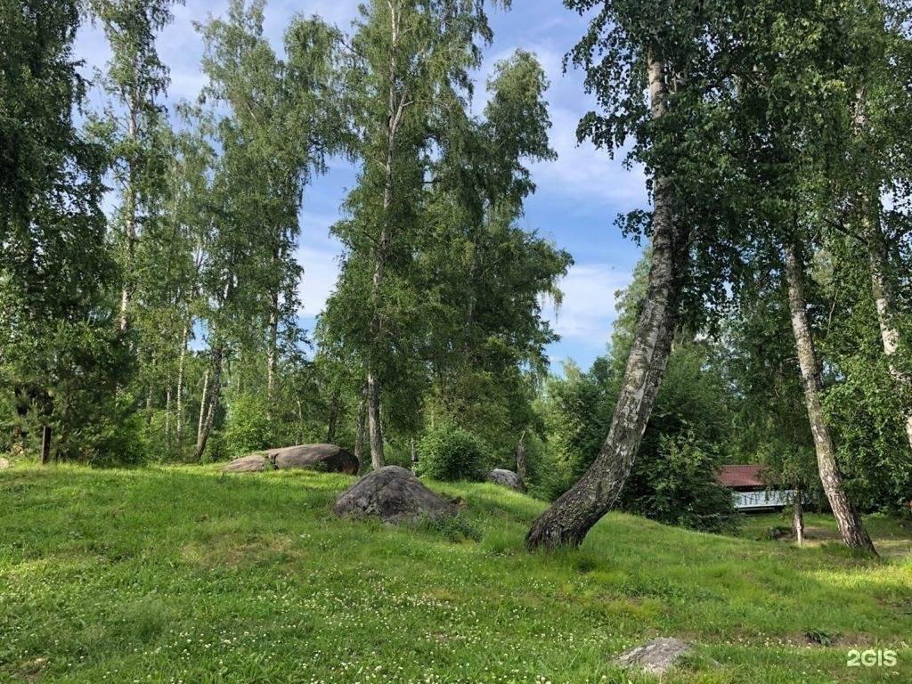 Берёзка - фото 63