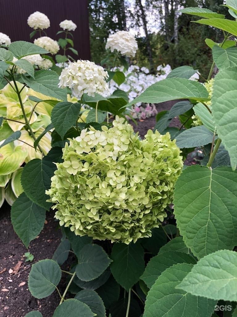 Берёзка - фото 70