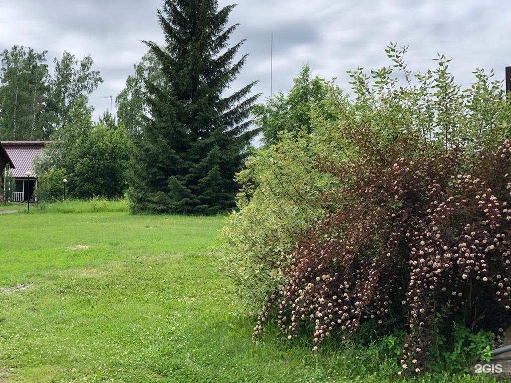 Берёзка - фото 72