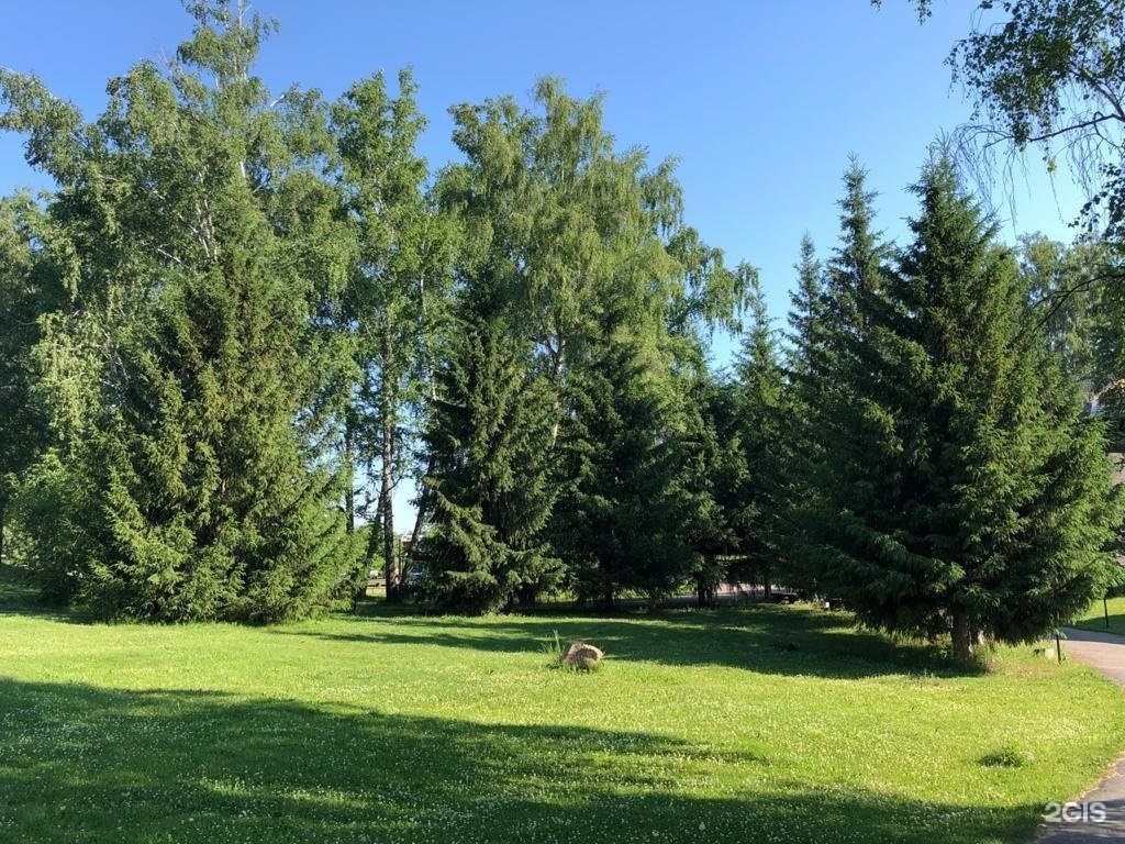 Берёзка - фото 73