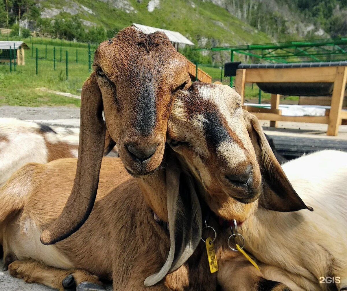 Sol Алтай - фото 92
