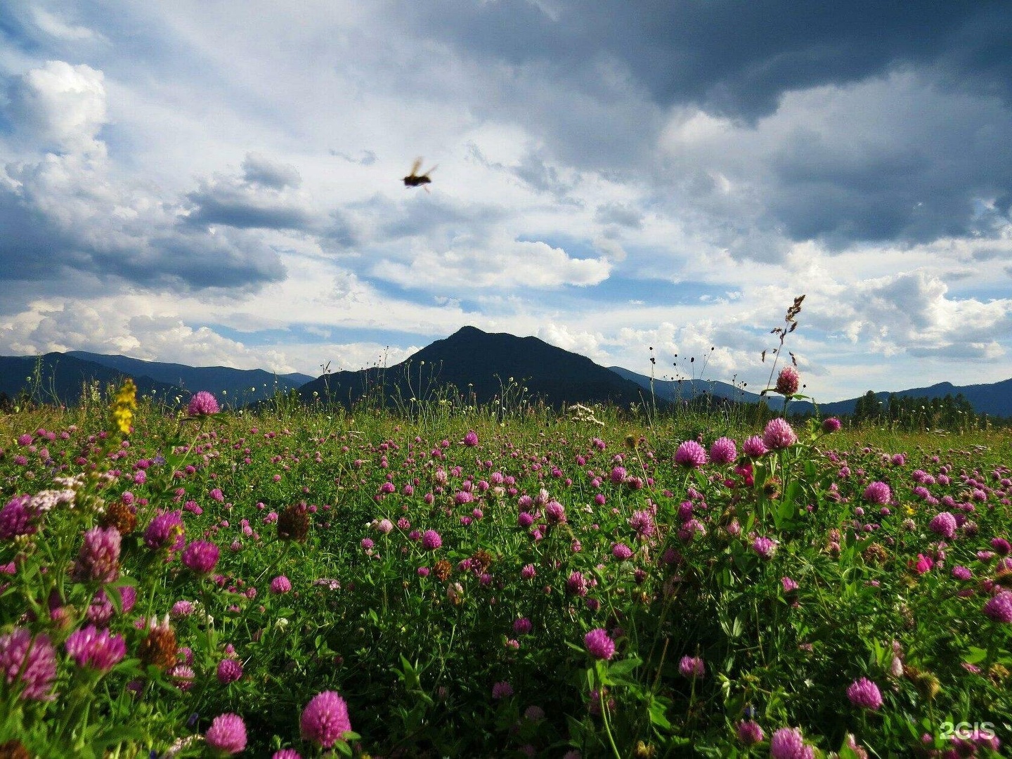 Медуница - фото 4