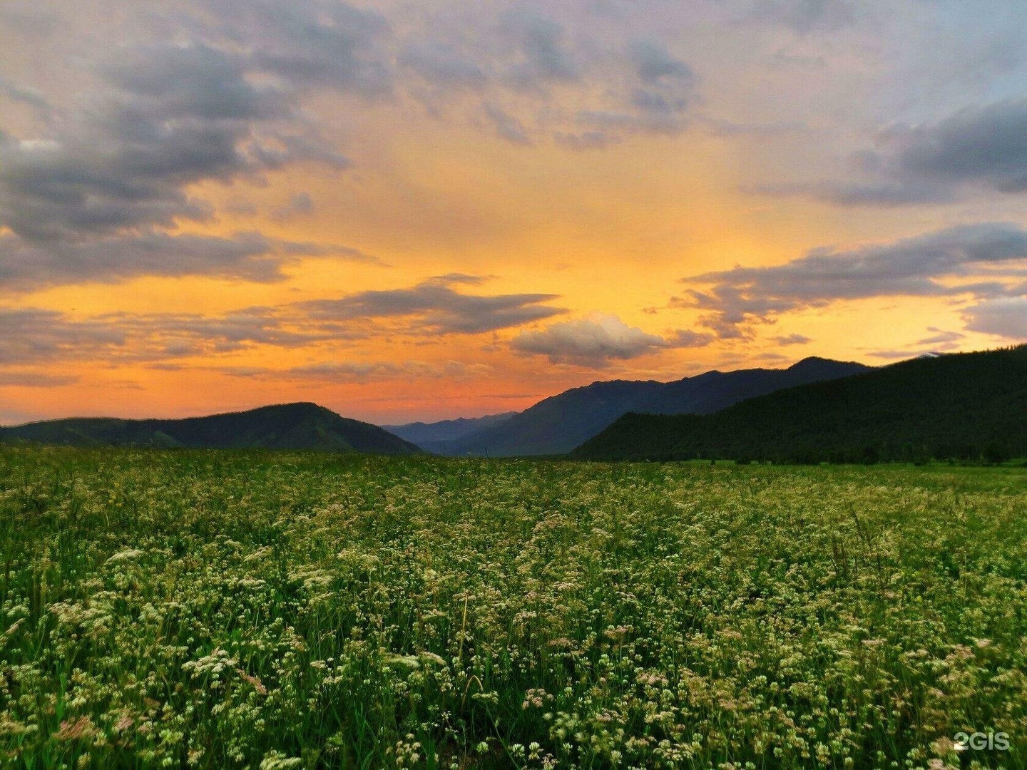 Медуница - фото 6