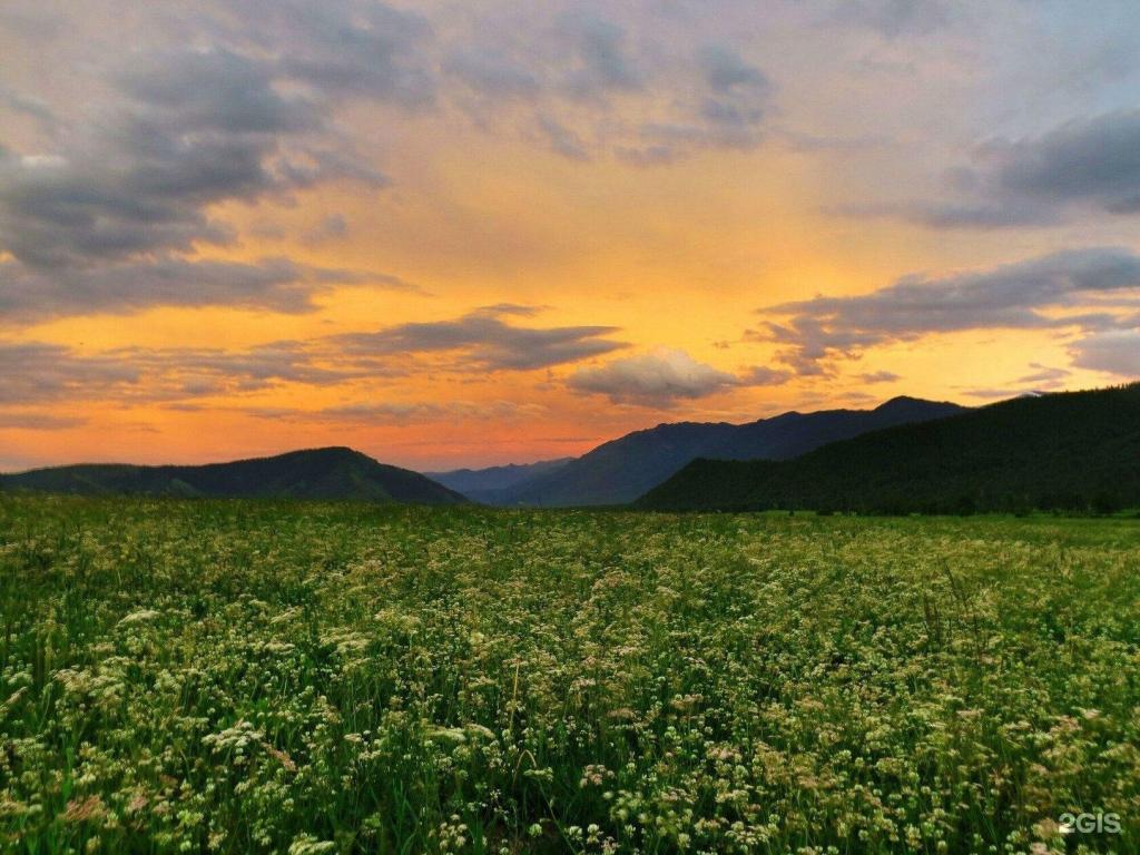 Медуница - фото 6