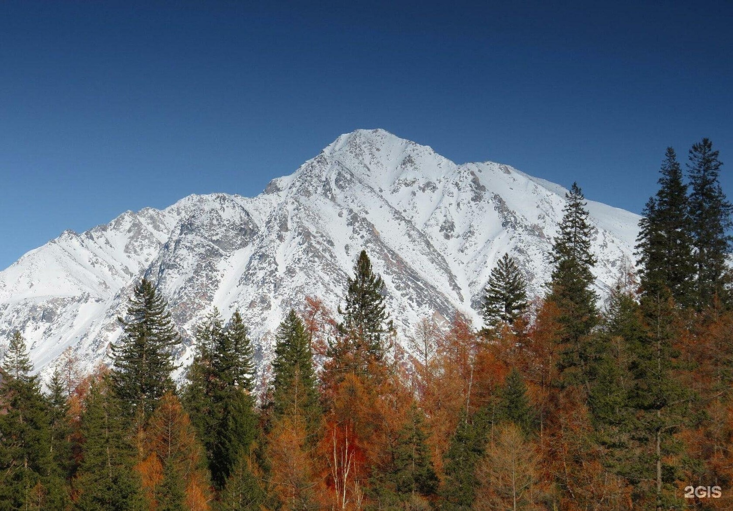 Медуница - фото 7