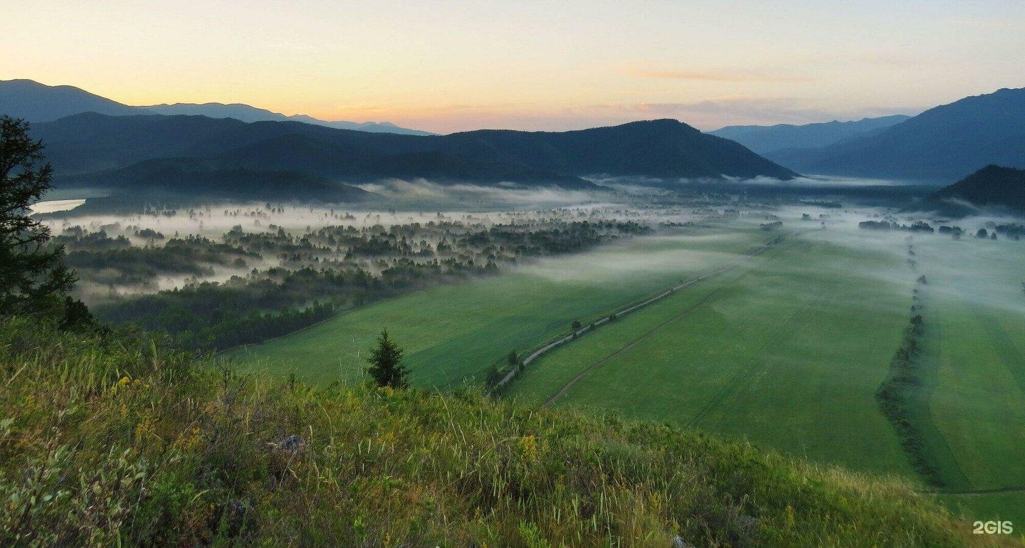 Медуница - фото 9