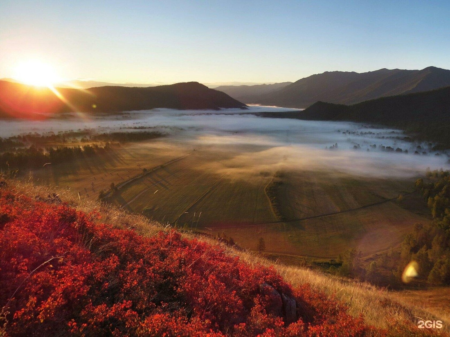 Медуница - фото 16