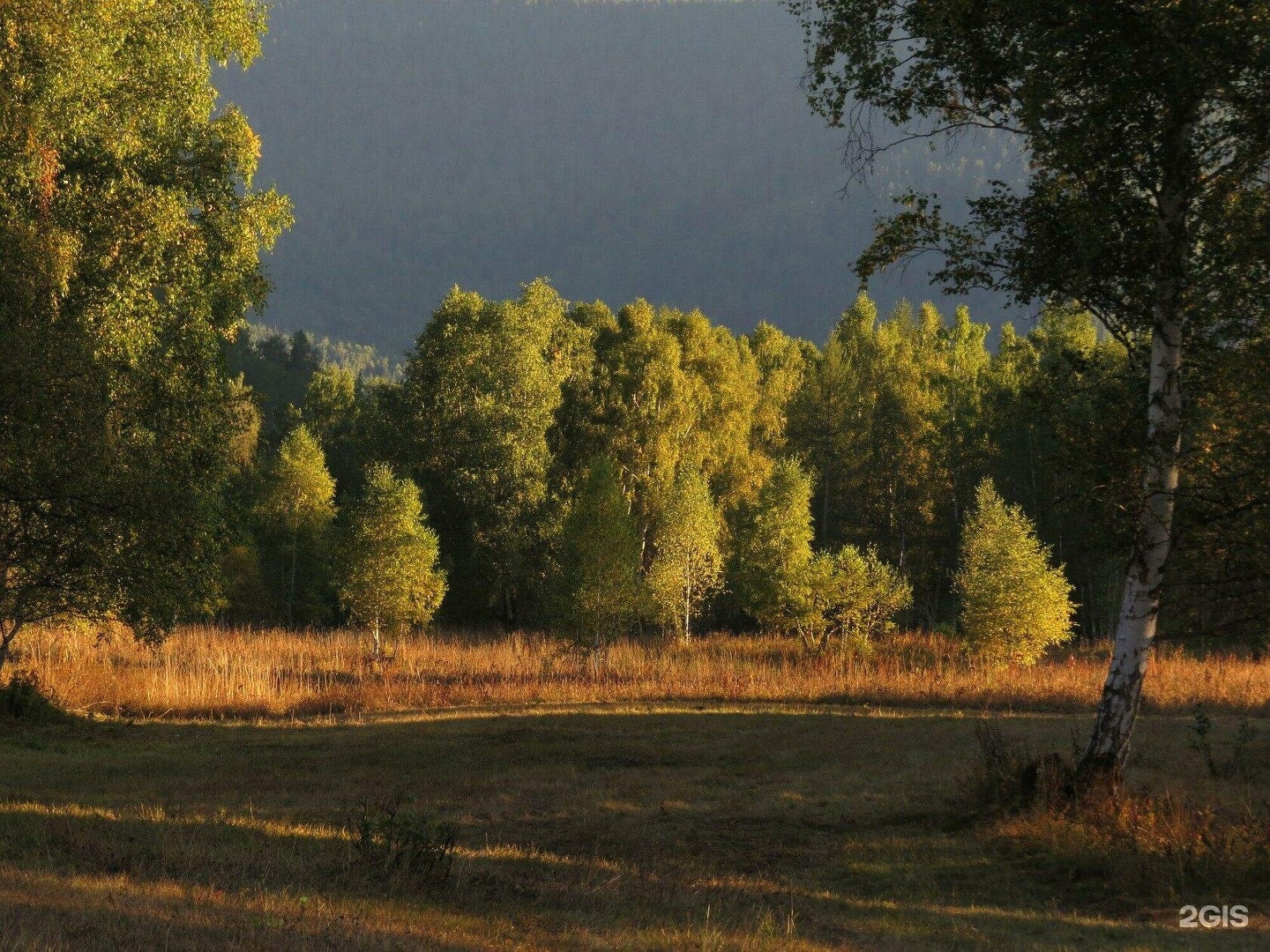 Медуница - фото 19