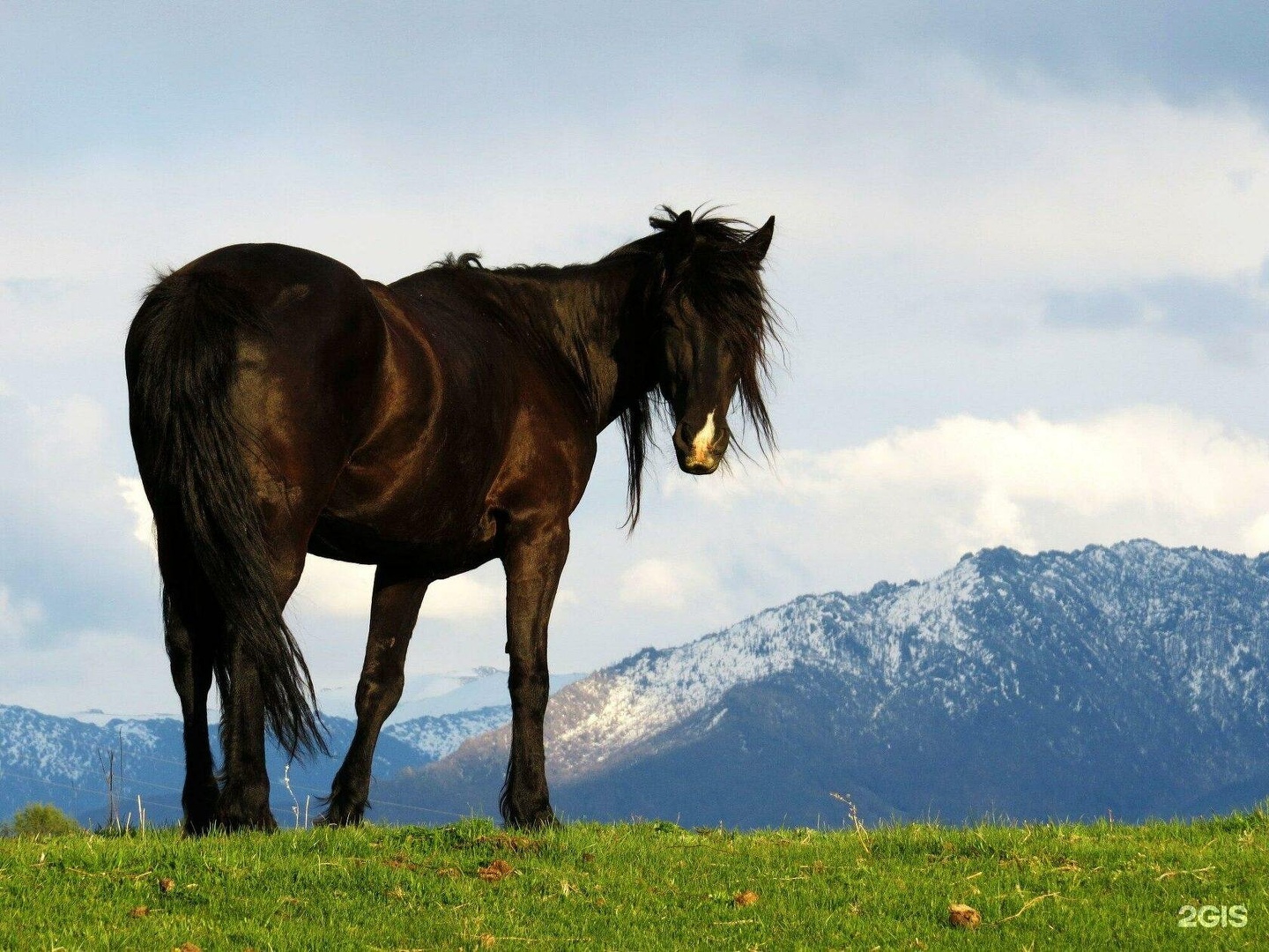 Медуница - фото 26