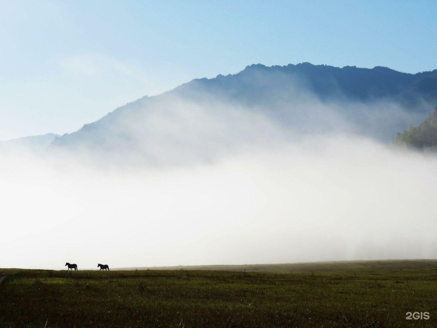 Медуница - фото 28