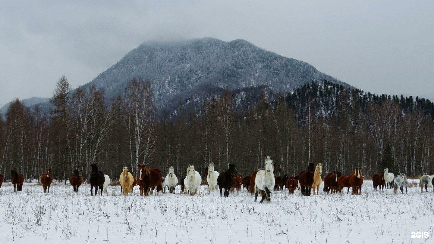 Медуница - фото 34