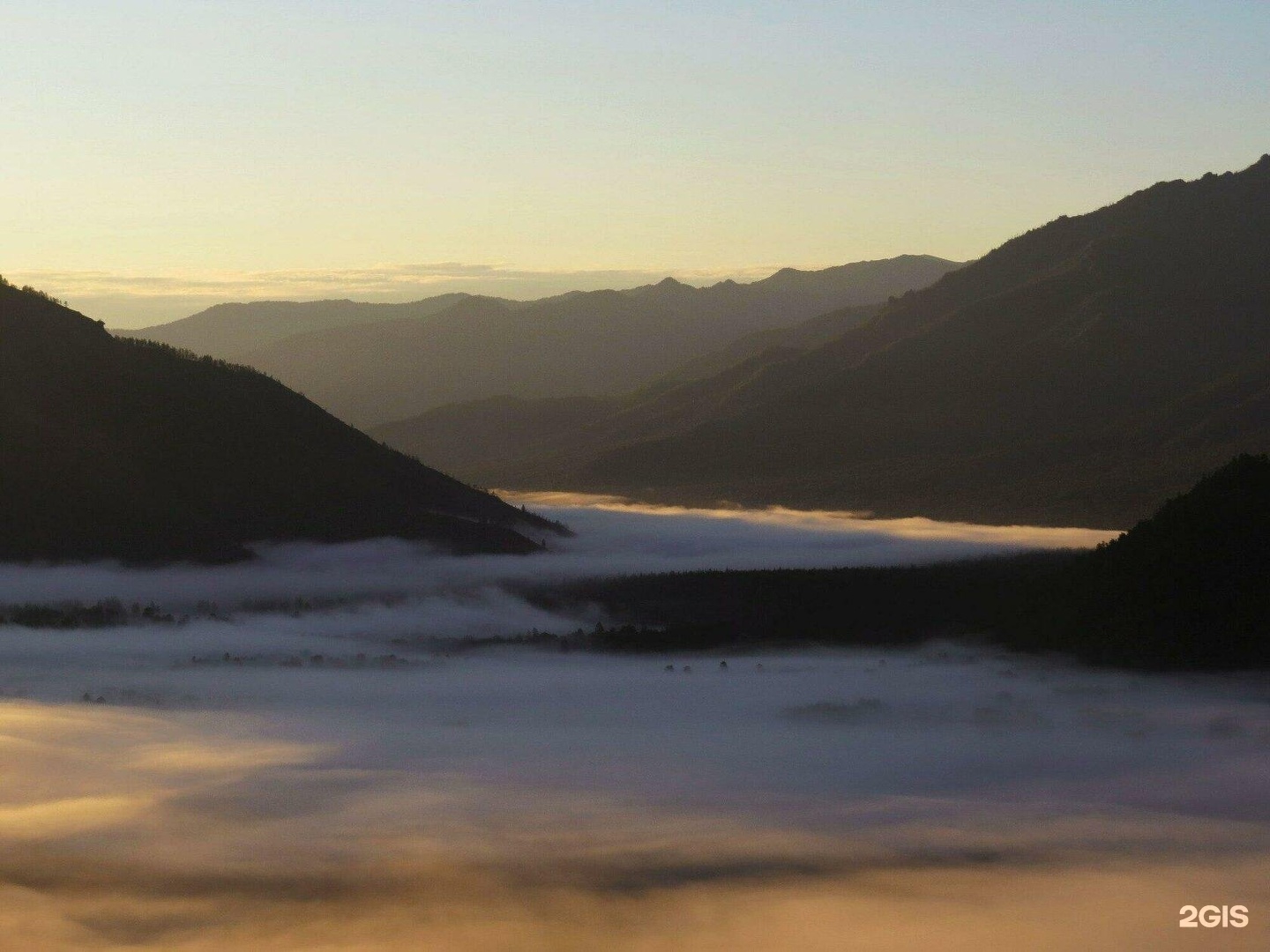 Медуница - фото 35