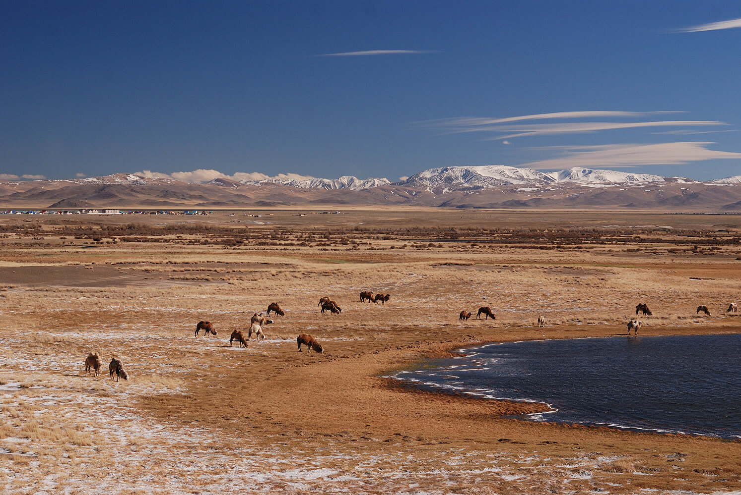 Фауна Горного Алтая