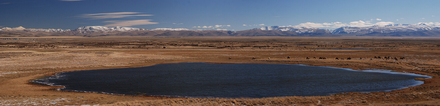 Фауна Горного Алтая - фото 2