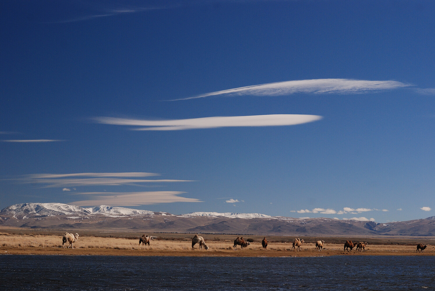 Фауна Горного Алтая - фото 3