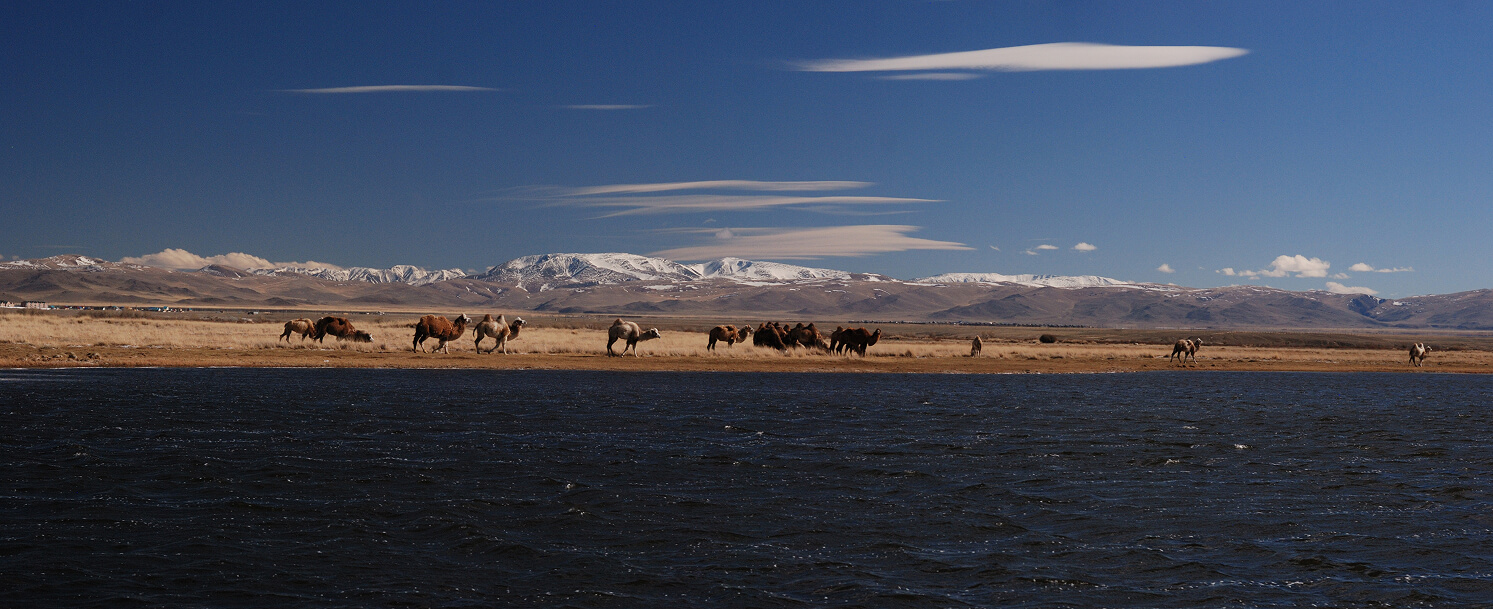 Фауна Горного Алтая - фото 4