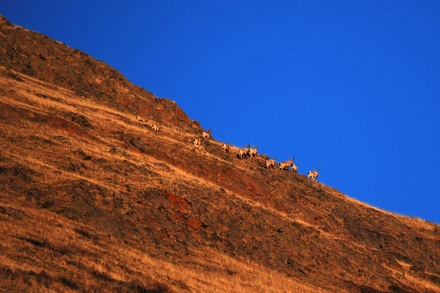 Фауна Горного Алтая - фото 5