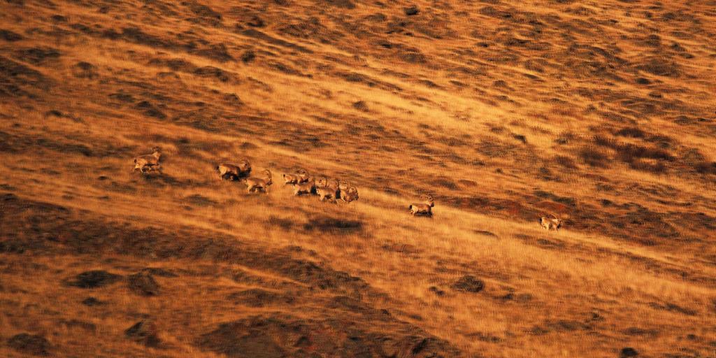 Фауна Горного Алтая - фото 6