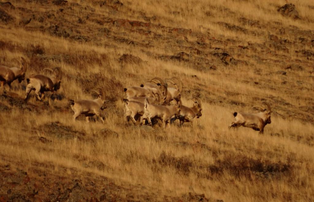 Фауна Горного Алтая - фото 7