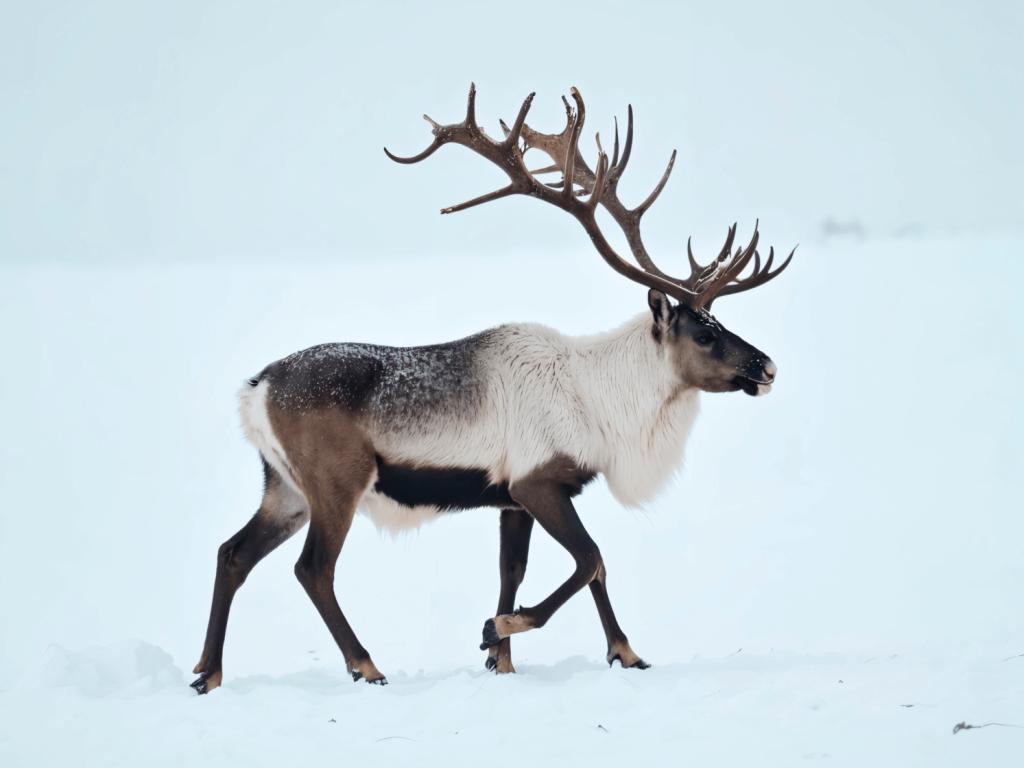 Фауна Горного Алтая - фото 9