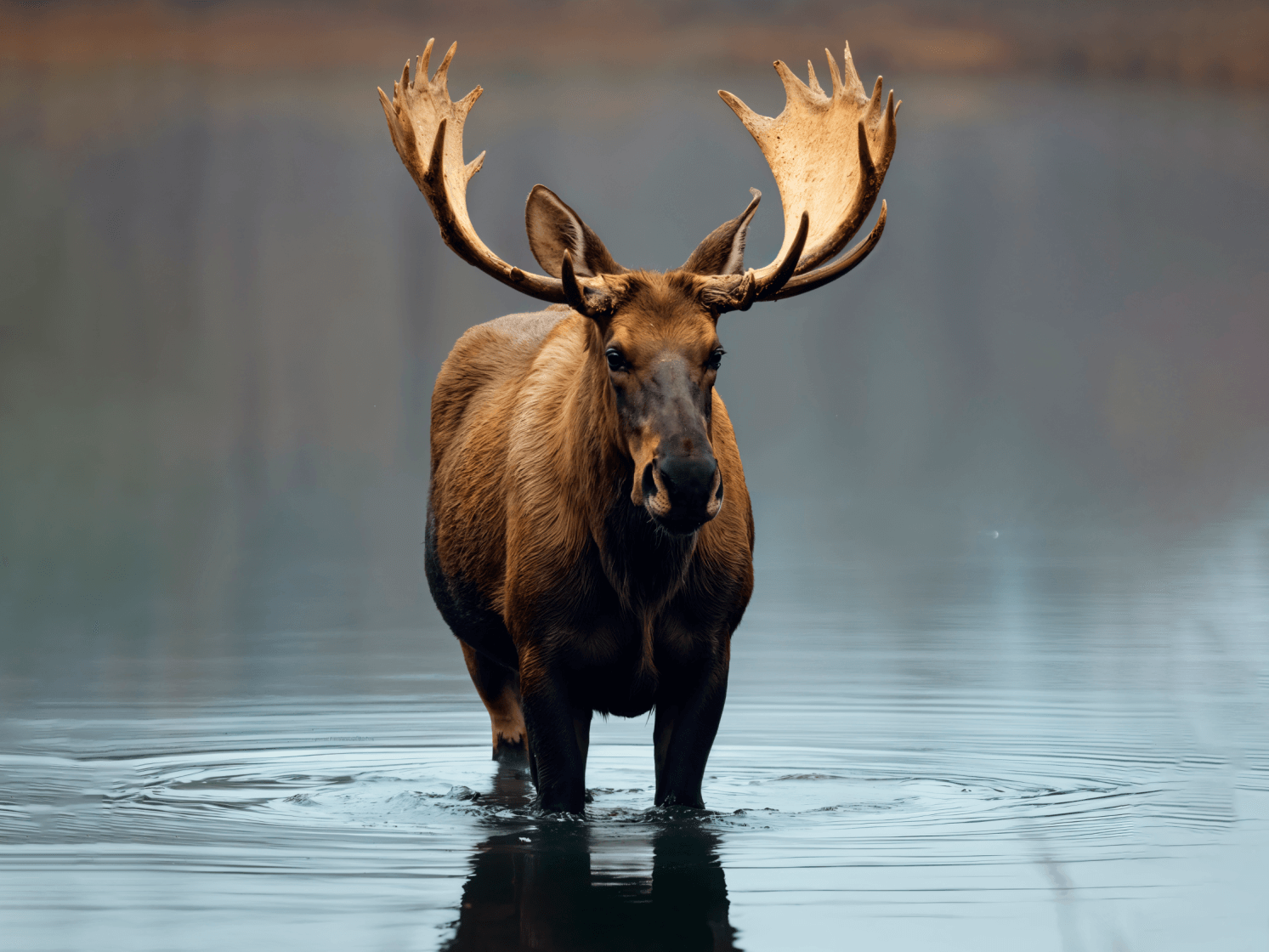 Фауна Горного Алтая - фото 10
