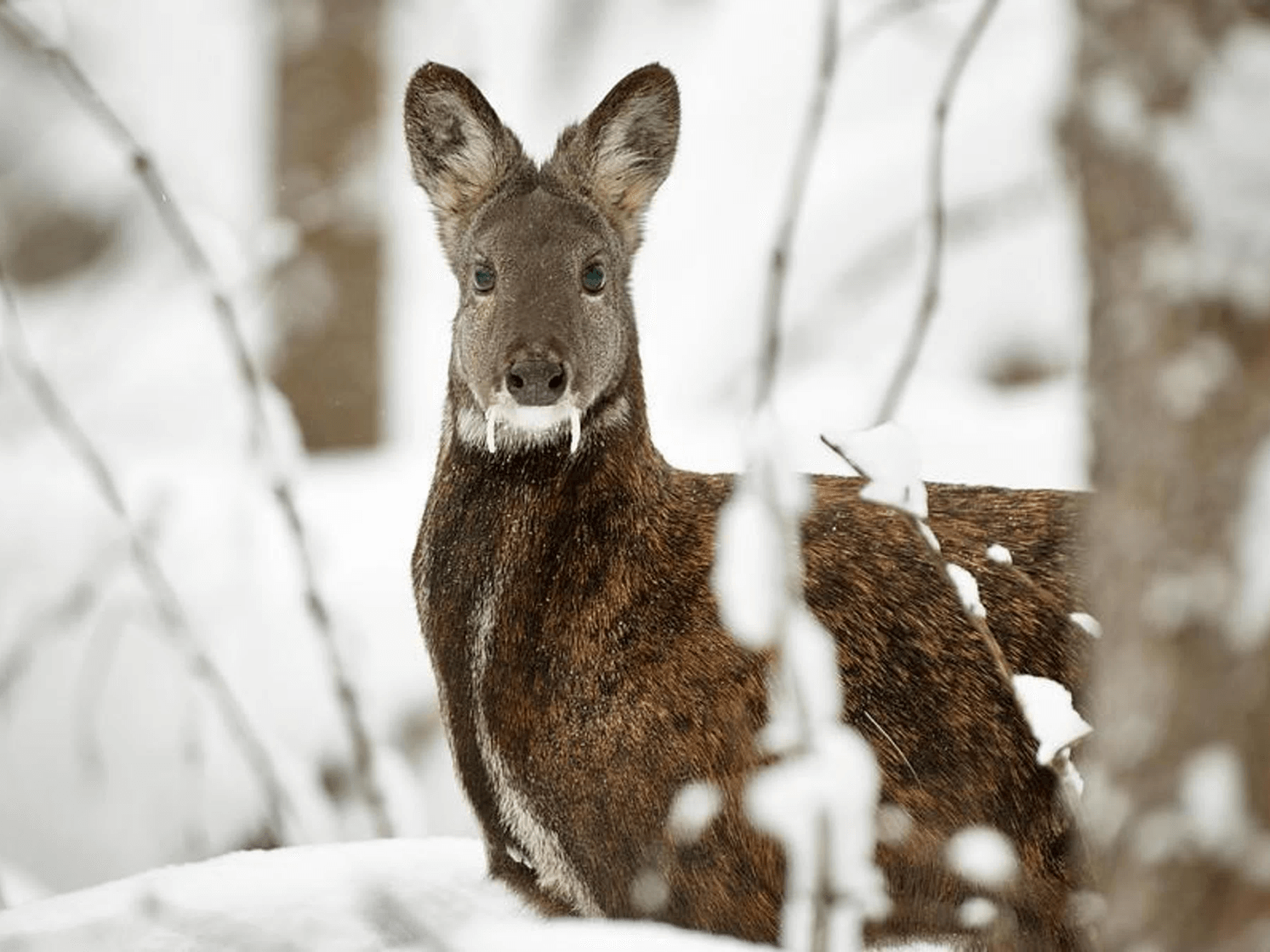Фауна Горного Алтая - фото 11
