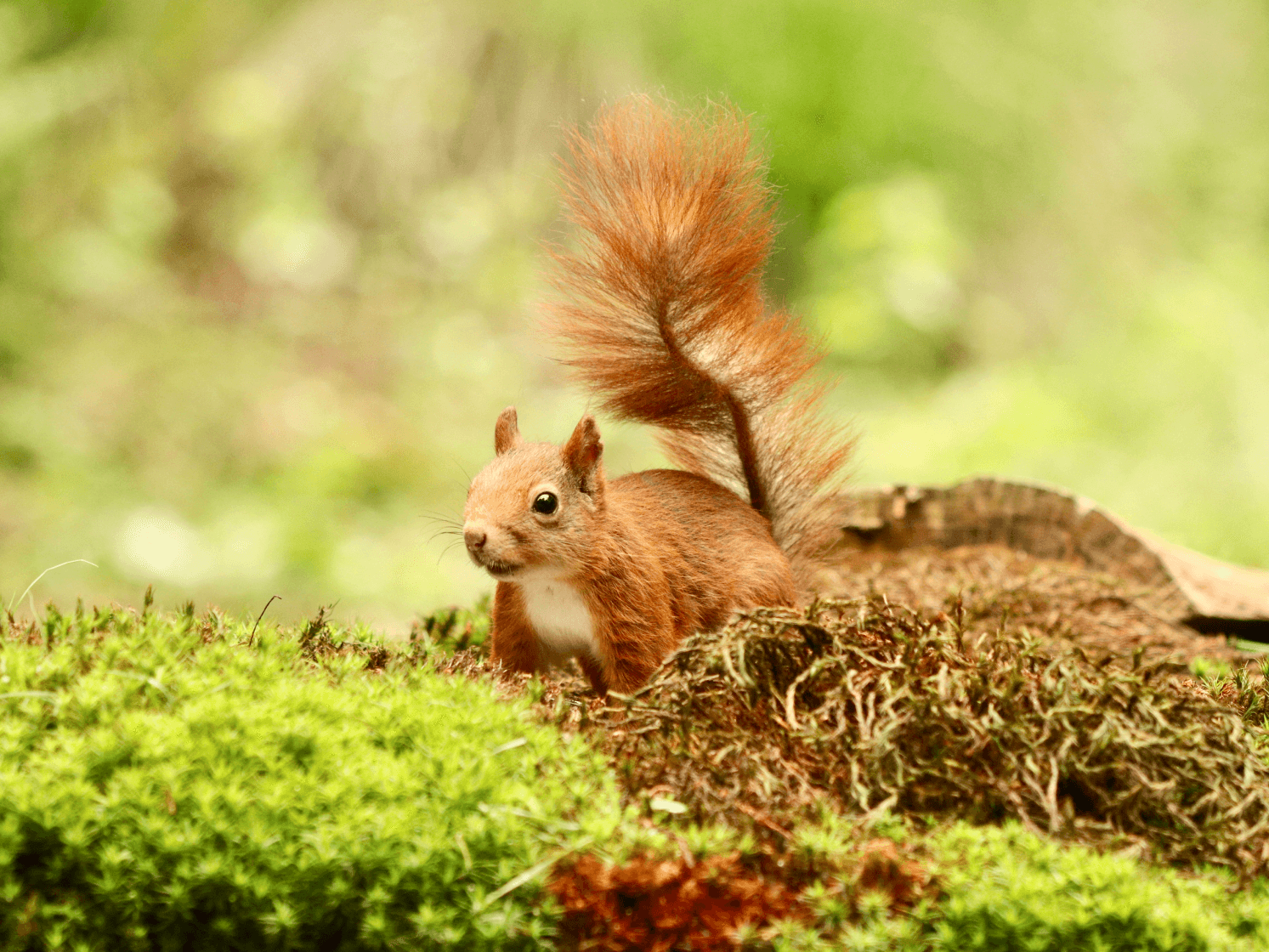 Фауна Горного Алтая - фото 12