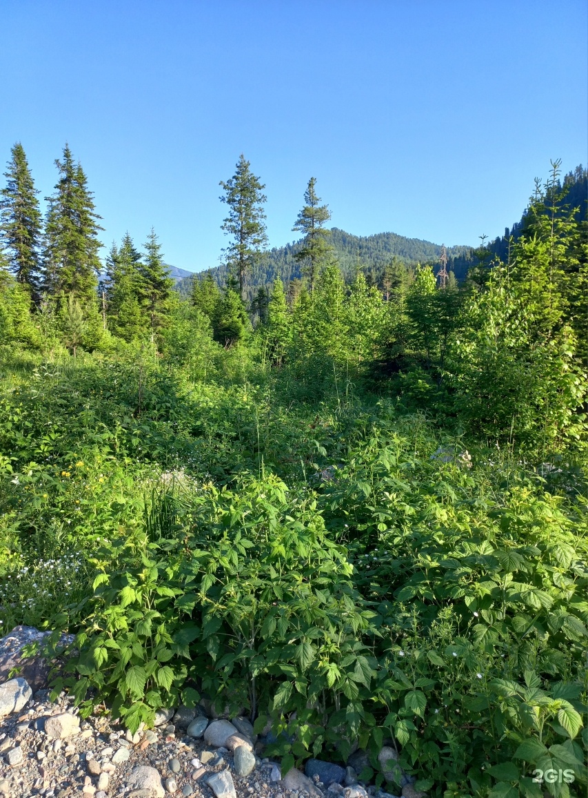 Еловый - фото 36