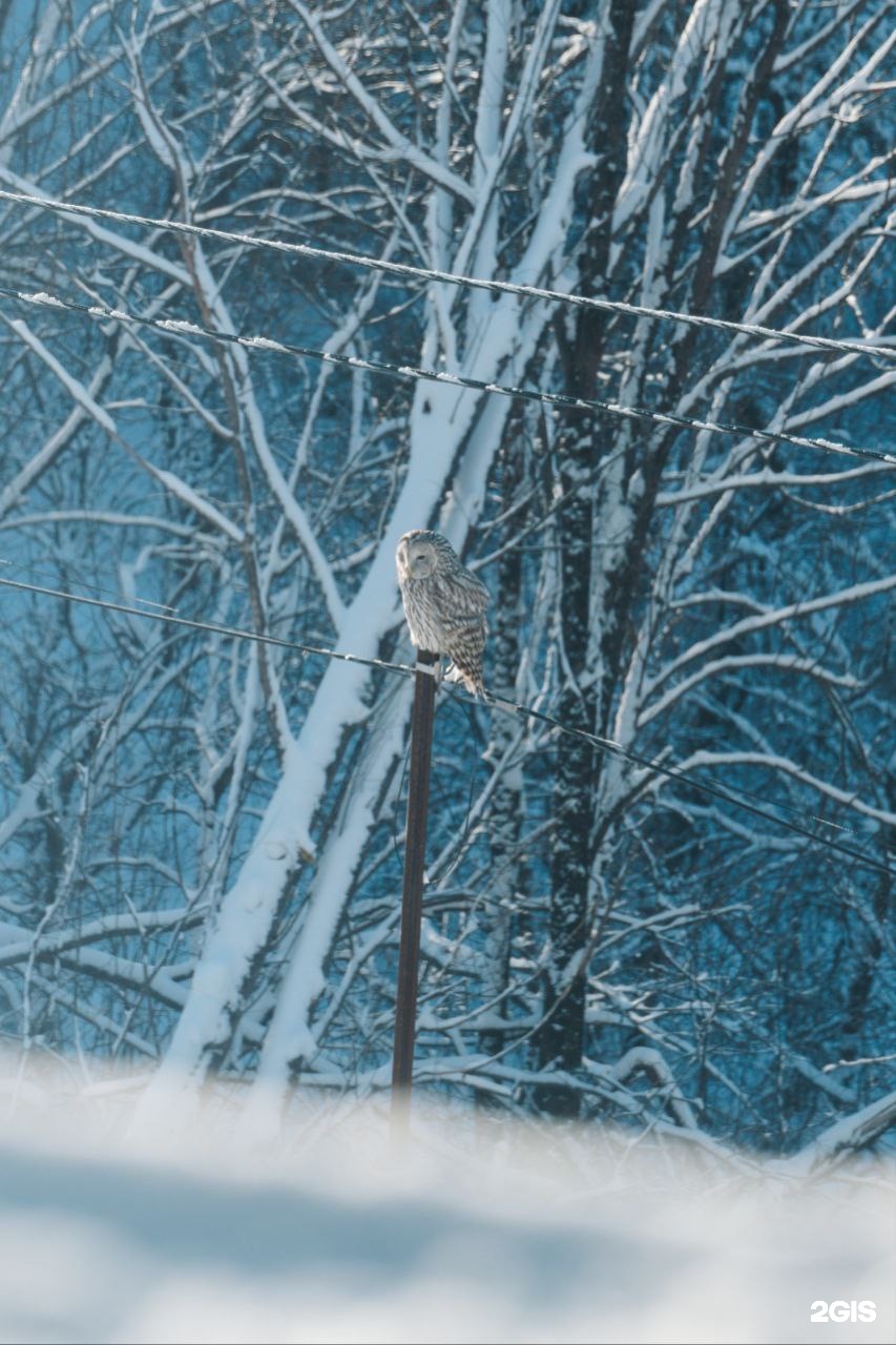 Villa Roma Телецкое - фото 35