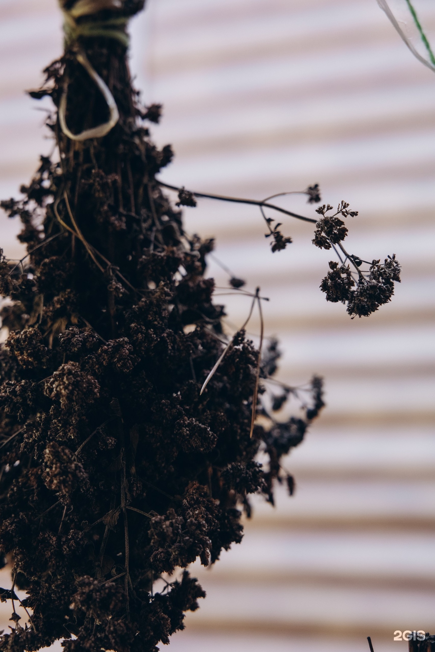 Гранд Алтай Манжерок - фото 2