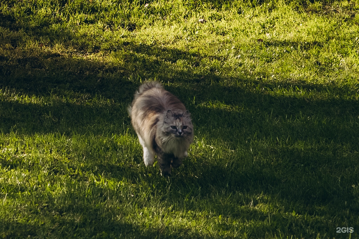Гранд Алтай Манжерок - фото 37