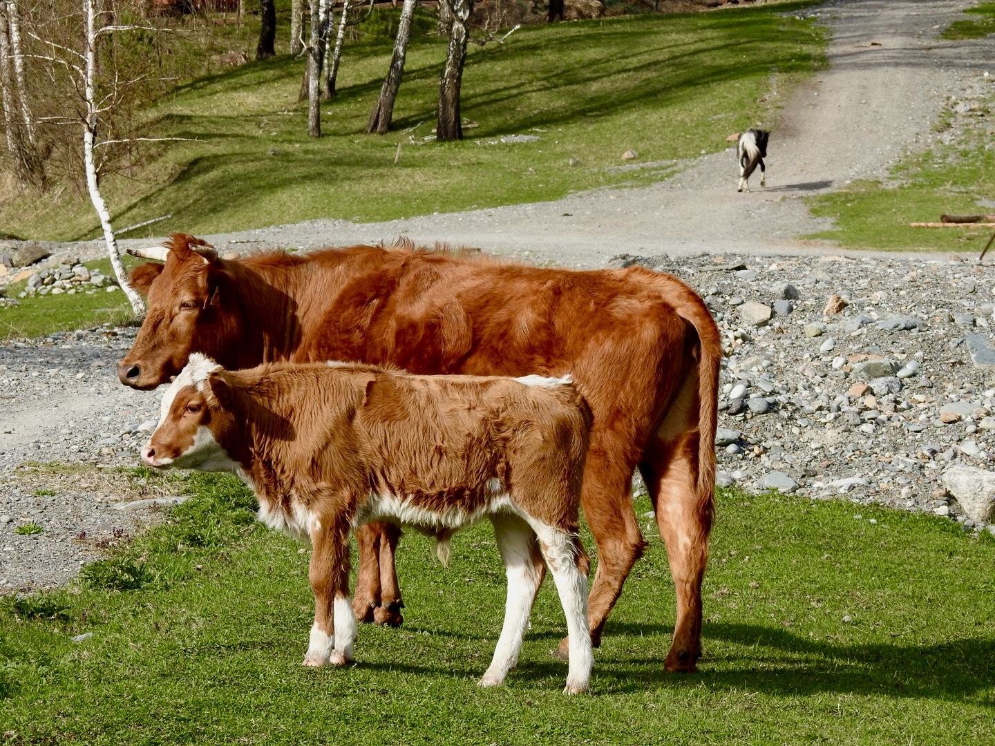 Айбарка - фото 22