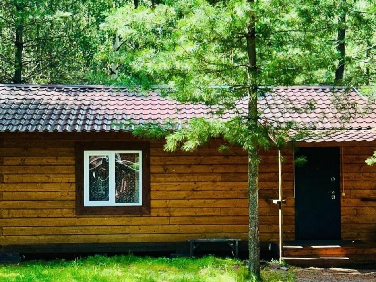 Кедровая роща - фото 3