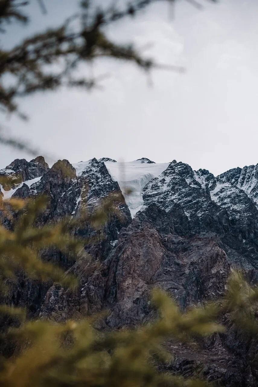 Альпака - фото 88