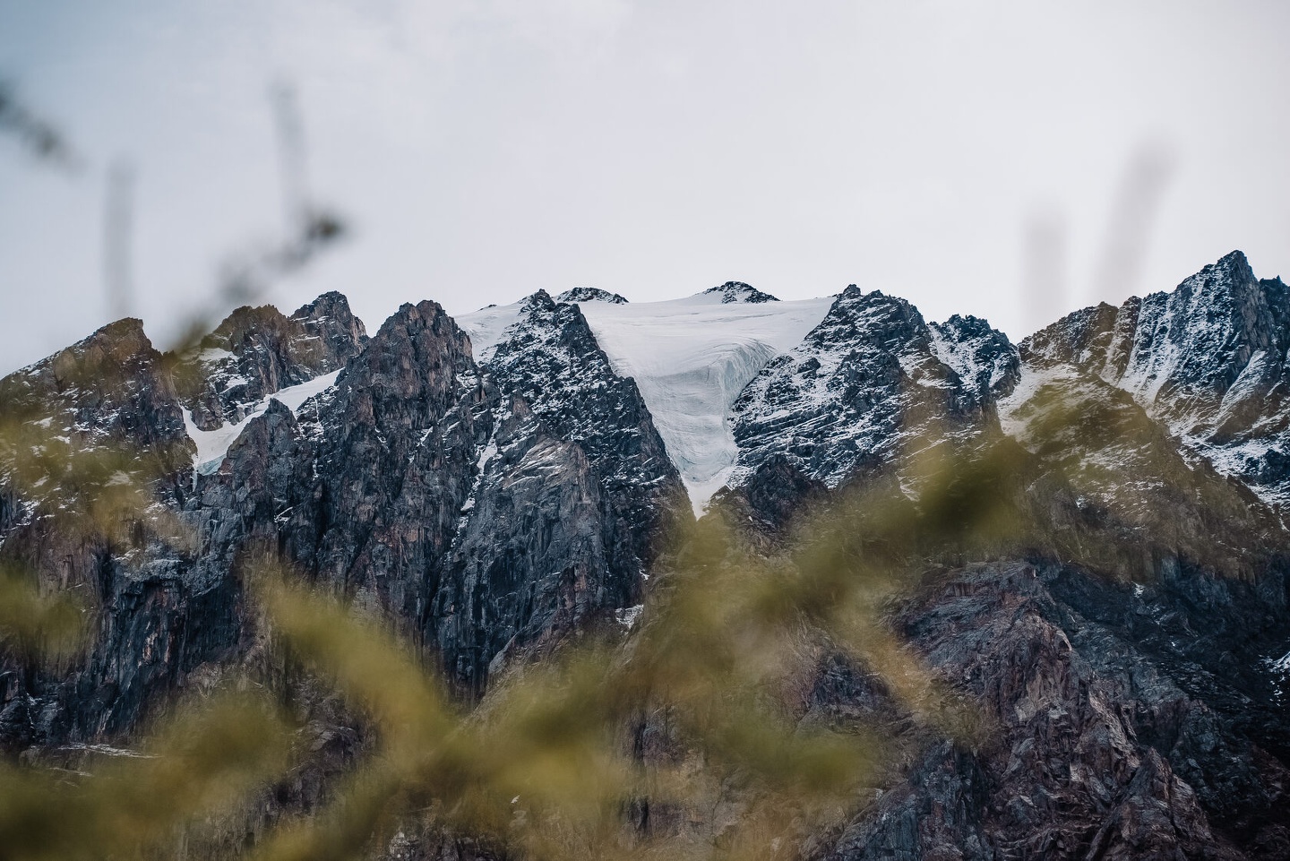 Альпака - фото 89